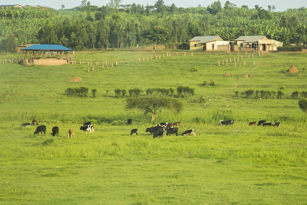 Farmers lose 206 cattle in foot and mouth disease outbreak