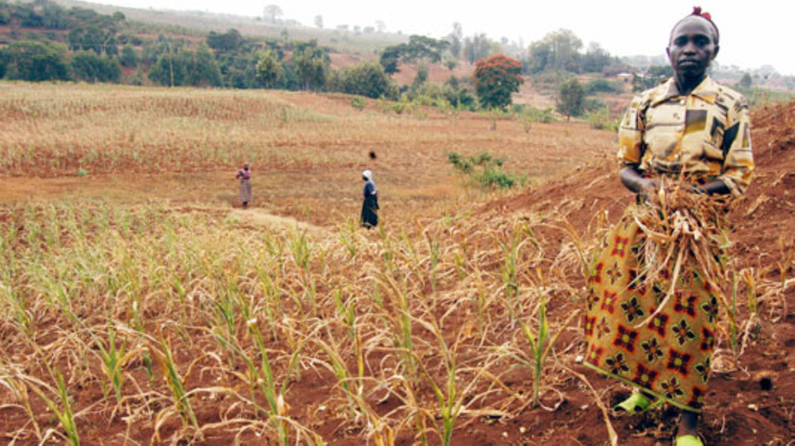 Farmers stare at losses as short rains fail again - Rwanda Today