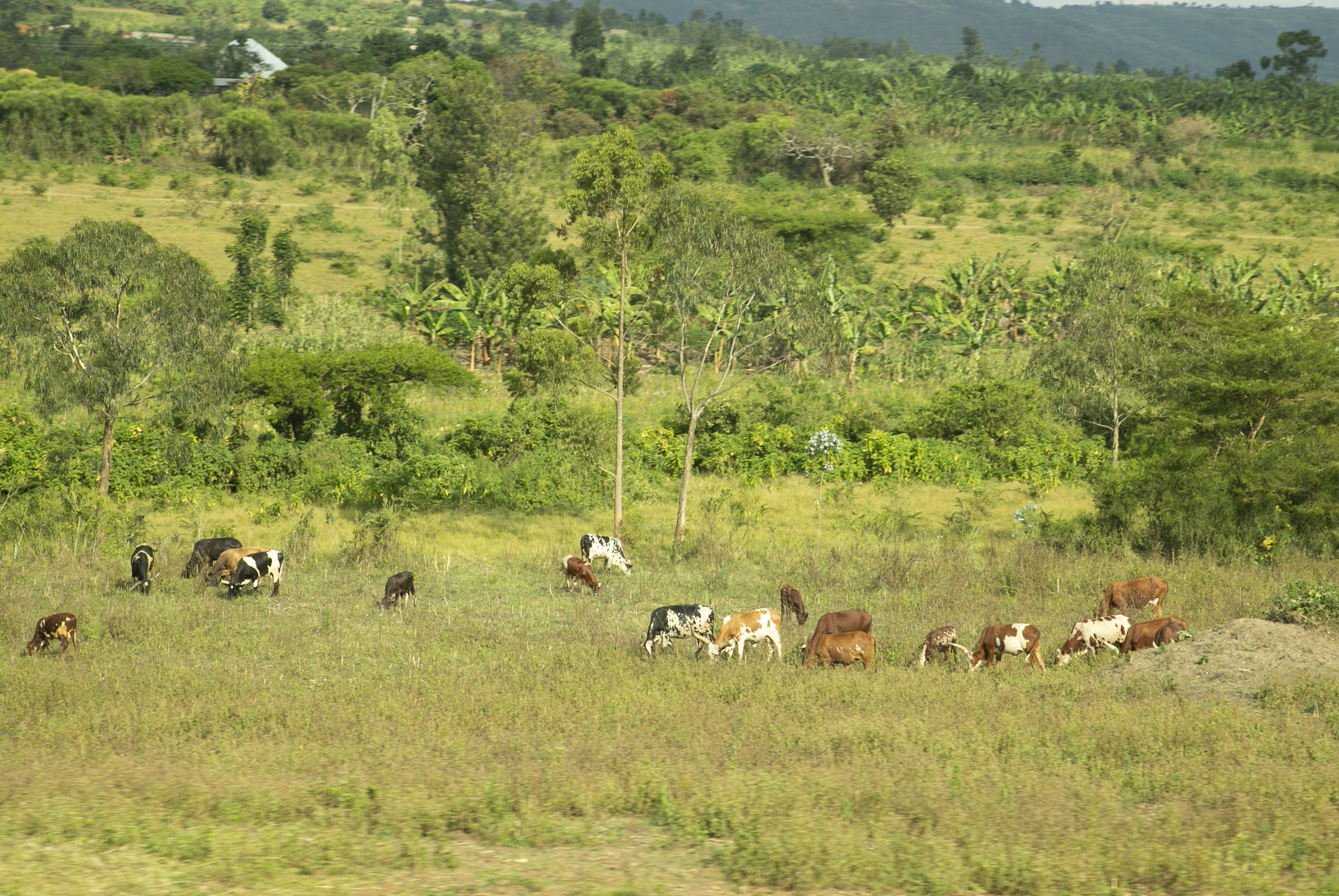 Farmers shun insurance scheme as pressure mounts on leaders
